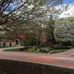 Brick pathway lined with trees blooming in spring