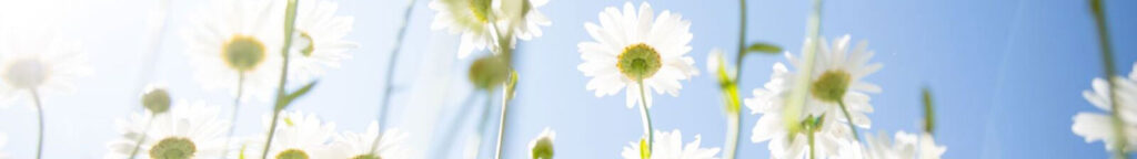 spring daisies